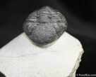Arched / Inch Phacops Speculator Trilobite #1519-2